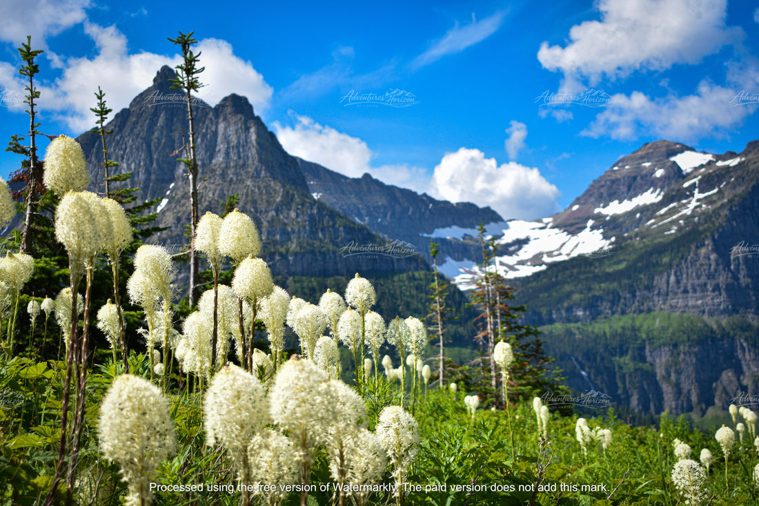 Where the Bear Grass Grows