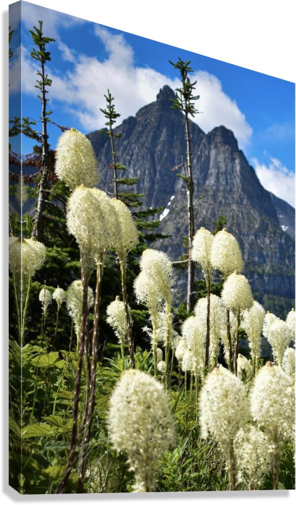 2746984 :: Giclée Stretched Canvas Print