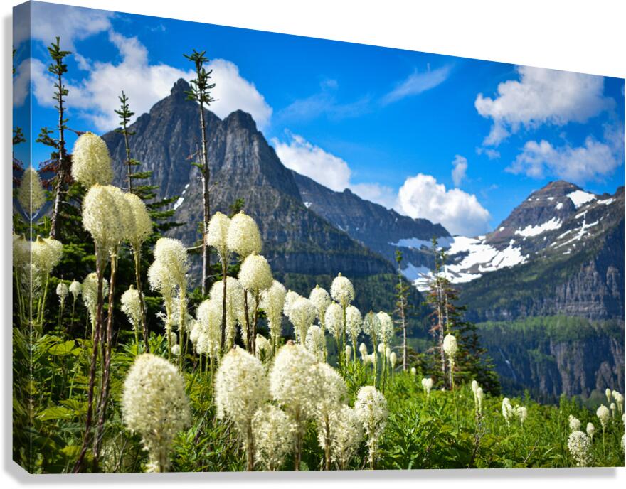 2632370 :: Giclée Stretched Canvas Print